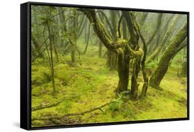 Laurisilva Forest, Garajonay Np, La Gomera, Canary Islands, Spain, May 2009-Relanzón-Framed Stretched Canvas