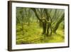 Laurisilva Forest, Garajonay Np, La Gomera, Canary Islands, Spain, May 2009-Relanzón-Framed Photographic Print