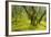 Laurisilva Forest, Garajonay Np, La Gomera, Canary Islands, Spain, May 2009-Relanzón-Framed Photographic Print