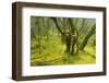 Laurisilva Forest, Garajonay Np, La Gomera, Canary Islands, Spain, May 2009-Relanzón-Framed Photographic Print