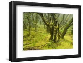 Laurisilva Forest, Garajonay Np, La Gomera, Canary Islands, Spain, May 2009-Relanzón-Framed Photographic Print