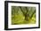 Laurisilva Forest, Garajonay Np, La Gomera, Canary Islands, Spain, May 2009-Relanzón-Framed Photographic Print