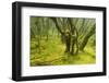 Laurisilva Forest, Garajonay Np, La Gomera, Canary Islands, Spain, May 2009-Relanzón-Framed Photographic Print