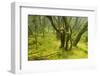 Laurisilva Forest, Garajonay Np, La Gomera, Canary Islands, Spain, May 2009-Relanzón-Framed Photographic Print