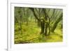 Laurisilva Forest, Garajonay Np, La Gomera, Canary Islands, Spain, May 2009-Relanzón-Framed Photographic Print