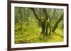 Laurisilva Forest, Garajonay Np, La Gomera, Canary Islands, Spain, May 2009-Relanzón-Framed Photographic Print