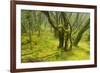 Laurisilva Forest, Garajonay Np, La Gomera, Canary Islands, Spain, May 2009-Relanzón-Framed Photographic Print