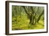 Laurisilva Forest, Garajonay Np, La Gomera, Canary Islands, Spain, May 2009-Relanzón-Framed Photographic Print