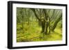 Laurisilva Forest, Garajonay Np, La Gomera, Canary Islands, Spain, May 2009-Relanzón-Framed Photographic Print