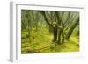 Laurisilva Forest, Garajonay Np, La Gomera, Canary Islands, Spain, May 2009-Relanzón-Framed Photographic Print