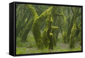 Laurisilva Forest, Laurus Azorica Among Other Trees, Garajonay Np, La Gomera, Canary Islands, Spain-Relanzón-Framed Stretched Canvas