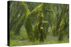 Laurisilva Forest, Laurus Azorica Among Other Trees, Garajonay Np, La Gomera, Canary Islands, Spain-Relanzón-Stretched Canvas