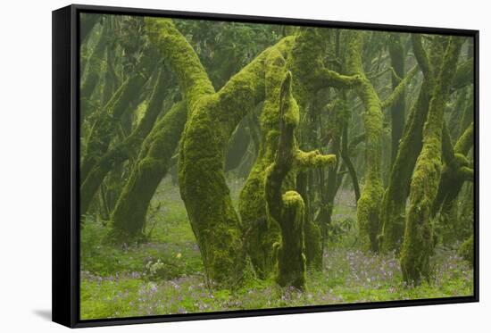 Laurisilva Forest, Laurus Azorica Among Other Trees, Garajonay Np, La Gomera, Canary Islands, Spain-Relanzón-Framed Stretched Canvas