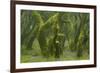 Laurisilva Forest, Laurus Azorica Among Other Trees, Garajonay Np, La Gomera, Canary Islands, Spain-Relanzón-Framed Photographic Print