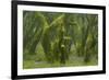 Laurisilva Forest, Laurus Azorica Among Other Trees, Garajonay Np, La Gomera, Canary Islands, Spain-Relanzón-Framed Photographic Print