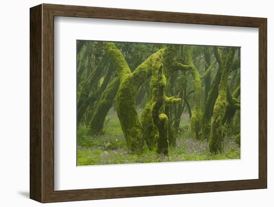 Laurisilva Forest, Laurus Azorica Among Other Trees, Garajonay Np, La Gomera, Canary Islands, Spain-Relanzón-Framed Photographic Print