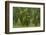 Laurisilva Forest, Laurus Azorica Among Other Trees, Garajonay Np, La Gomera, Canary Islands, Spain-Relanzón-Framed Photographic Print