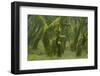 Laurisilva Forest, Laurus Azorica Among Other Trees, Garajonay Np, La Gomera, Canary Islands, Spain-Relanzón-Framed Photographic Print