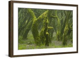 Laurisilva Forest, Laurus Azorica Among Other Trees, Garajonay Np, La Gomera, Canary Islands, Spain-Relanzón-Framed Photographic Print