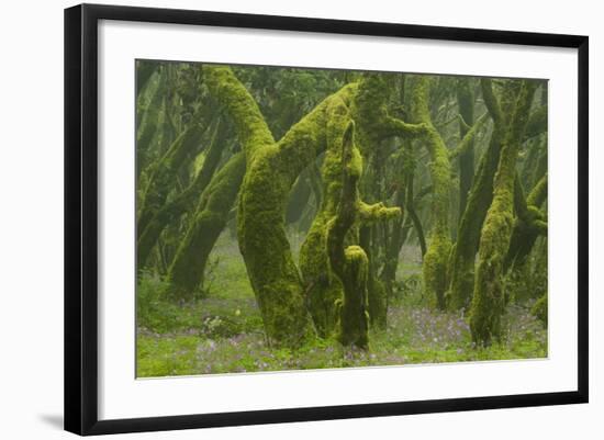 Laurisilva Forest, Laurus Azorica Among Other Trees, Garajonay Np, La Gomera, Canary Islands, Spain-Relanzón-Framed Photographic Print