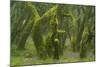 Laurisilva Forest, Laurus Azorica Among Other Trees, Garajonay Np, La Gomera, Canary Islands, Spain-Relanzón-Mounted Photographic Print