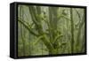 Laurisilva Forest, Laurus Azorica Among Other Trees in Garajonay National Park, Canary Islands, May-Relanzón-Framed Stretched Canvas