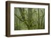 Laurisilva Forest, Laurus Azorica Among Other Trees in Garajonay National Park, Canary Islands, May-Relanzón-Framed Photographic Print