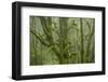 Laurisilva Forest, Laurus Azorica Among Other Trees in Garajonay National Park, Canary Islands, May-Relanzón-Framed Photographic Print