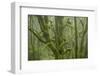 Laurisilva Forest, Laurus Azorica Among Other Trees in Garajonay National Park, Canary Islands, May-Relanzón-Framed Photographic Print