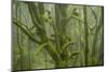 Laurisilva Forest, Laurus Azorica Among Other Trees in Garajonay National Park, Canary Islands, May-Relanzón-Mounted Photographic Print