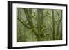 Laurisilva Forest, Laurus Azorica Among Other Trees in Garajonay National Park, Canary Islands, May-Relanzón-Framed Photographic Print