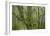 Laurisilva Forest, Laurus Azorica Among Other Trees in Garajonay National Park, Canary Islands, May-Relanzón-Framed Photographic Print