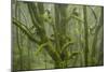 Laurisilva Forest, Laurus Azorica Among Other Trees in Garajonay National Park, Canary Islands, May-Relanzón-Mounted Photographic Print