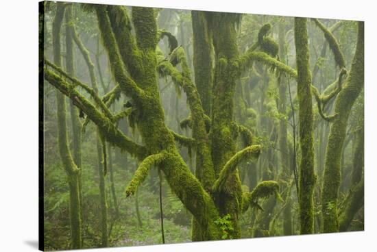 Laurisilva Forest, Laurus Azorica Among Other Trees in Garajonay National Park, Canary Islands, May-Relanzón-Stretched Canvas