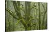 Laurisilva Forest, Laurus Azorica Among Other Trees in Garajonay National Park, Canary Islands, May-Relanzón-Stretched Canvas