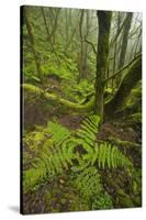 Laurisilva Forest, Laurus Azorica Among Other Trees in Garajonay Np, La Gomera, Canary Islands, May-Relanzón-Stretched Canvas