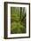 Laurisilva Forest, Laurus Azorica Among Other Trees in Garajonay Np, La Gomera, Canary Islands, May-Relanzón-Framed Photographic Print