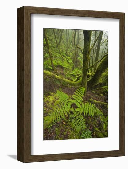 Laurisilva Forest, Laurus Azorica Among Other Trees in Garajonay Np, La Gomera, Canary Islands, May-Relanzón-Framed Photographic Print