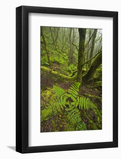 Laurisilva Forest, Laurus Azorica Among Other Trees in Garajonay Np, La Gomera, Canary Islands, May-Relanzón-Framed Photographic Print
