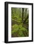 Laurisilva Forest, Laurus Azorica Among Other Trees in Garajonay Np, La Gomera, Canary Islands, May-Relanzón-Framed Photographic Print