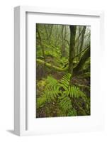 Laurisilva Forest, Laurus Azorica Among Other Trees in Garajonay Np, La Gomera, Canary Islands, May-Relanzón-Framed Photographic Print