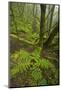 Laurisilva Forest, Laurus Azorica Among Other Trees in Garajonay Np, La Gomera, Canary Islands, May-Relanzón-Mounted Photographic Print