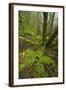 Laurisilva Forest, Laurus Azorica Among Other Trees in Garajonay Np, La Gomera, Canary Islands, May-Relanzón-Framed Photographic Print