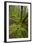 Laurisilva Forest, Laurus Azorica Among Other Trees in Garajonay Np, La Gomera, Canary Islands, May-Relanzón-Framed Photographic Print