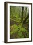 Laurisilva Forest, Laurus Azorica Among Other Trees in Garajonay Np, La Gomera, Canary Islands, May-Relanzón-Framed Photographic Print