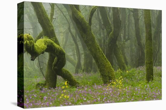 Laurisilva Forest, Laurus Azorica Among Trees and Geraniums (Geranium Canariensis) La Gomera, Spain-Relanzón-Stretched Canvas