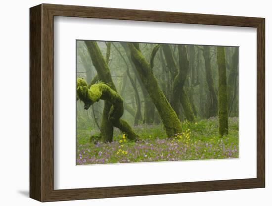 Laurisilva Forest, Laurus Azorica Among Trees and Geraniums (Geranium Canariensis) La Gomera, Spain-Relanzón-Framed Photographic Print