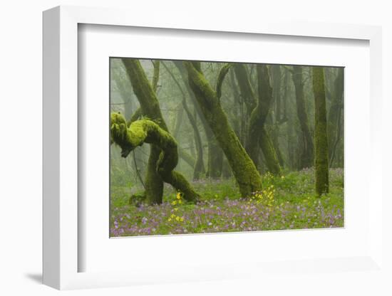 Laurisilva Forest, Laurus Azorica Among Trees and Geraniums (Geranium Canariensis) La Gomera, Spain-Relanzón-Framed Photographic Print