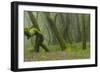 Laurisilva Forest, Laurus Azorica Among Trees and Geraniums (Geranium Canariensis) La Gomera, Spain-Relanzón-Framed Photographic Print