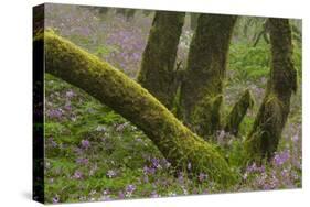 Laurisilva Forest, Laurus Azorica and Flowering Geraniums (Geranium Canariensis) Canary Islands-Relanzón-Stretched Canvas